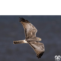 گروه سنقرها Harriers